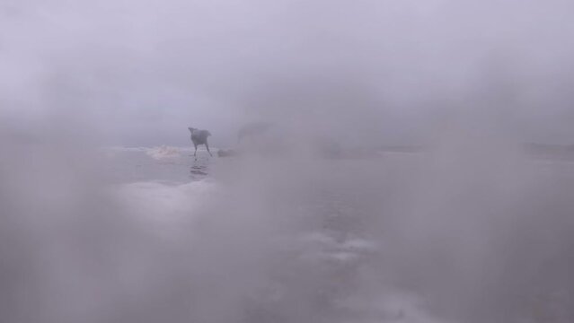 Crows eating dead seal seen through the foam cloud on the Donegal coast of Ireland