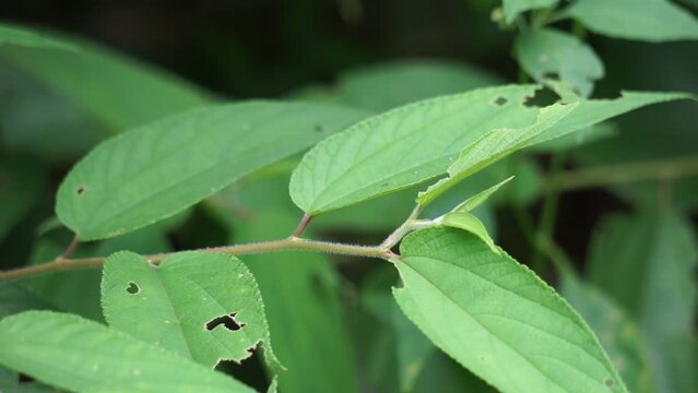 Trema orientale (also called Trema orientalis, Cannabaceae, charcoal tree, Indian charcoal tree) leaves. Extracts from leaves of related species (Trema guineense) showed  anti-arthritic.