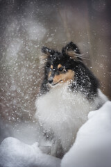 Close-up portrait of fluffy sheltie dog among falling snowflakes