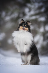 Fluffy sheltie dog dancing in the snow among the winter forest