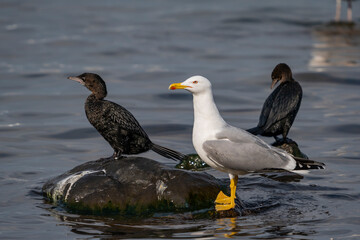 Male Yellow-legged Gull (Larus michahellis)Pygmy Cormorant perched on a rock