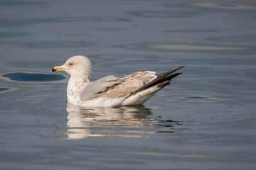 Male Yellow-legged Gull (Larus michahellis) swimming in water