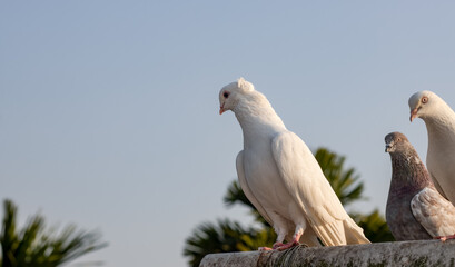 Beautiful white domestic pigeon standing on a plastic pipe in the evening