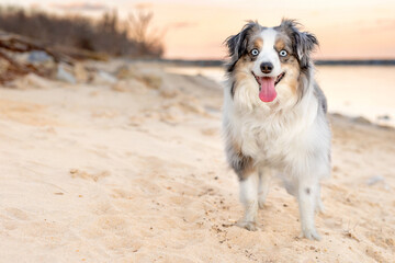 smiling and excited miniature australian shepherd dog at beach during sunset