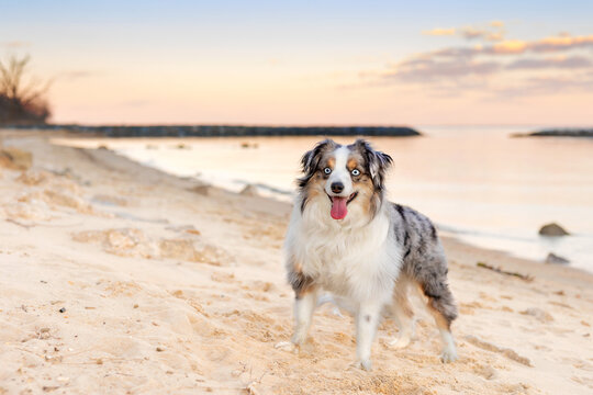 happy mini aussie at beach with sunset and jetty