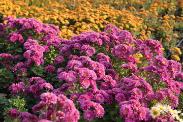 Chrysanthemums, sometimes called mums or chrysanths, are flowering plants of the genus...