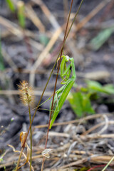 a green mantis religiosa sitting on a stalk of grass