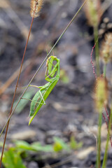 a mantis in ambush on a stalk of grass