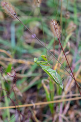 a mantis in ambush on a stalk of grass