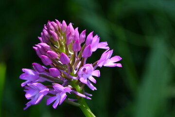 Orchidée violette au printemps au bord d'un chemin de randonnée en Auvergne par une journée ensoleillée de printemps