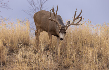 Mule Deer Buck in the Rut in Colorado in Autumn