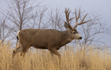 Mule Deer Buck in the Rut in Colorado in Autumn