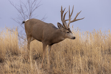 Mule Deer Buck in the Rut in Colorado in Autumn