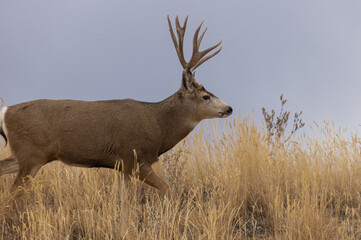 Naklejka na ściany i meble Mule Deer Buck in the Rut in Colorado in Autumn