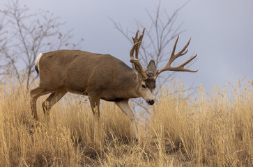 Mule Deer Buck in the Rut in Colorado in Autumn