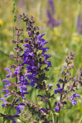 Macro of wild blue flowers in the mountain of central Italy