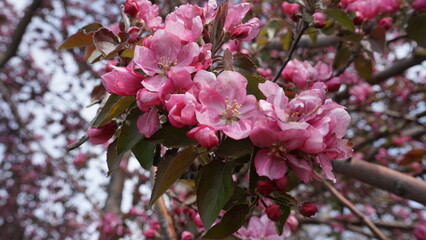 apple tree flowers