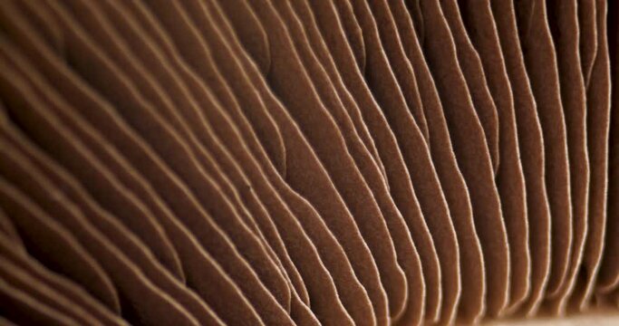 Mushroom Portobello Close Up Rotating Champignon. Macro Video of Raw Food. Hymenophore Lamellae Background