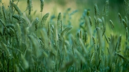 Background, screensaver eared juicy grass in a beautiful light
