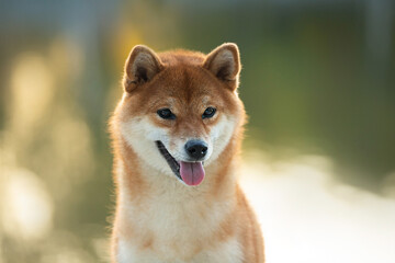 Close-up Portrait of beautiful red Shiba inu dog at sunset in summer. Happy japanese shiba inu dog in backlight