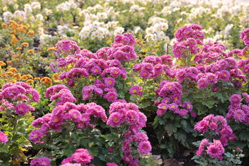 Obraz premium Chrysanthemums, sometimes called mums or chrysanths, are flowering plants of the genus Chrysanthemum in the family Asteraceae. They are native to East Asia and northeastern Europe. Most species origin