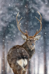 Majestic Deer looking back in winter forest. Animal in nature habitat. Wildlife scene