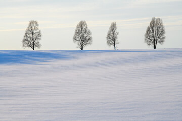 Fototapeta na wymiar Four trees stand among an empty field in a thin snow cover