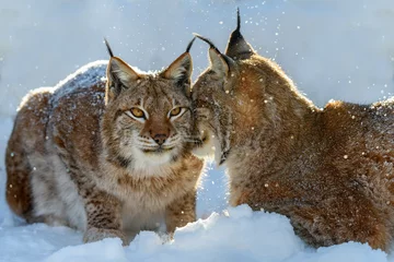 Fotobehang Two Lynx in the snow. Wild animal in the natural habitat © byrdyak