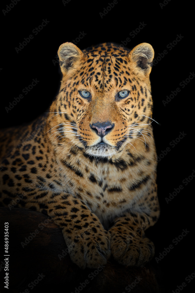 Canvas Prints close up big leopard isolated on black background