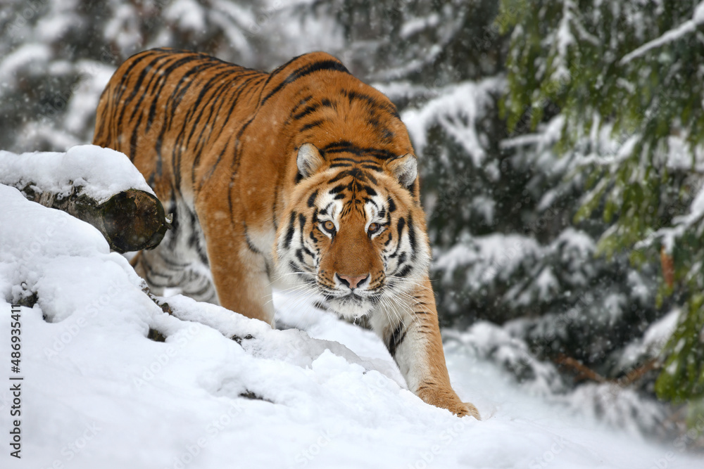 Wall mural tiger looks out from behind the trees into the camera. Tiger snow in wild winter nature