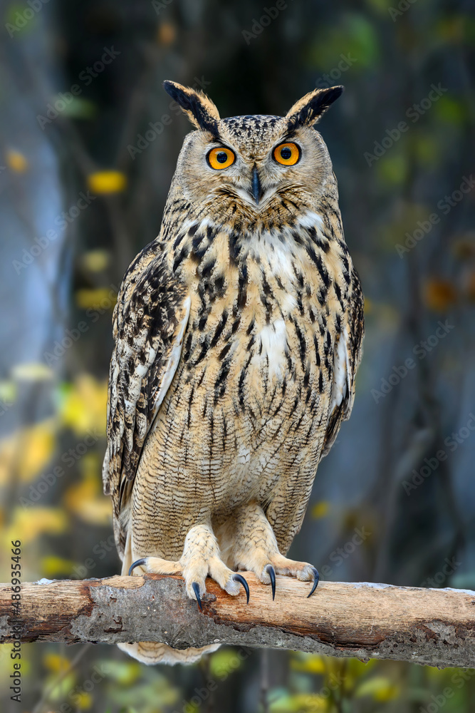 Canvas Prints Owl sit in a tree and looking on the the camera on forest