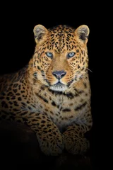 Keuken spatwand met foto Close up big leopard isolated on black background © byrdyak