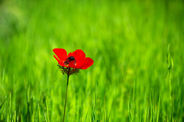 Wild Anemone flower blooming on a springfield.