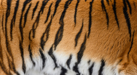 Tiger pattern design. Real fur texture. Animal print pattern tile background