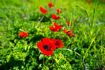 Obraz premium Wild Anemone flower blooming on a springfield.