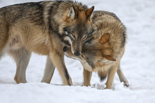 Two Gray wolf in the winter forest. Wolf in the nature habitat