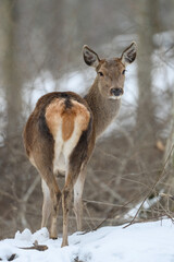 Naklejka na ściany i meble Deer in the winter forest. Animal in natural habitat. Wildlife scene