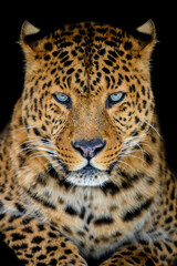 Close up big leopard isolated on black background - obrazy, fototapety, plakaty