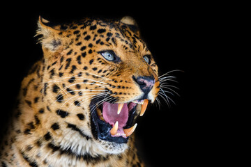 Close up angry leopard isolated on black background