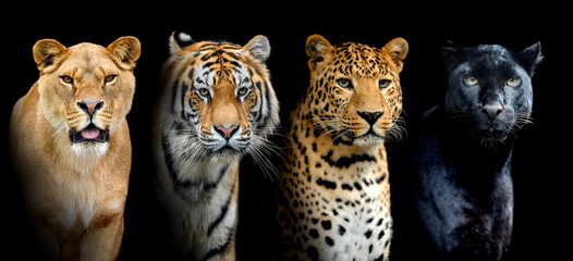 Fototapety  Close portrait big wild cats (lion, tiger, leopard) on black background