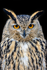 Fototapety  Owl looking big eyes out of the darkness close
