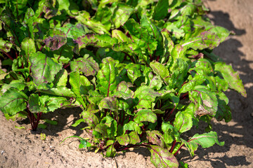 Young organic beets grow in a garden bed in the village.