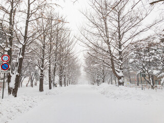 【北海道】札幌　大雪の北大イチョウ並木