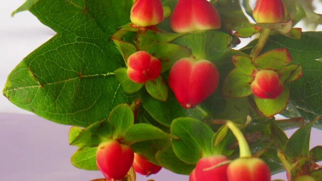 Beautiful fresh hypericum berries being plunged in transparent water. Stock footage. Red berries and green leaves in clear water, close up.