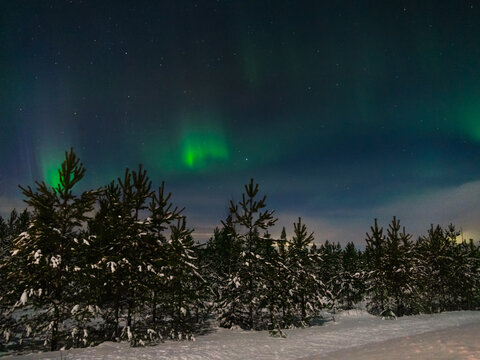 Northern lights on the background of pines and firs. polar night. Finland.Nature of Scandinavia