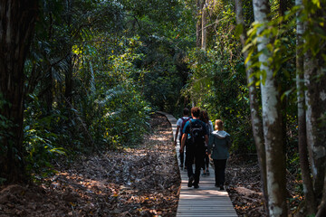 Group of tourists exploring a wooden path through Tambopata National Park to Lake Sandoval near the Amazonas (Peru, South America)
