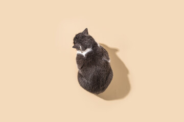 Gray-white cat sitting on a beige background. Top view flat lay.