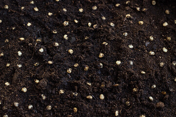Pepper seeds on damp soil. Seedling, planting vegetables. Early spring gardener.