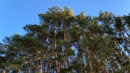 Pine grove on a sunny spring day