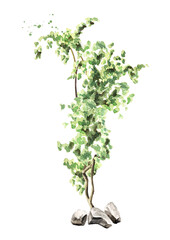 Ivy  plant, Hand drawn  watercolor illustration isolated on white background